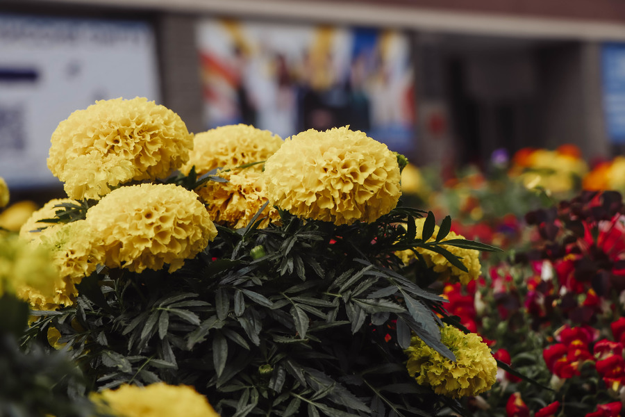 Поздравление руководителя ОмГТУ с Международным женским днем! Поздравление руководителя ОмГТУ с Международным женским днем!