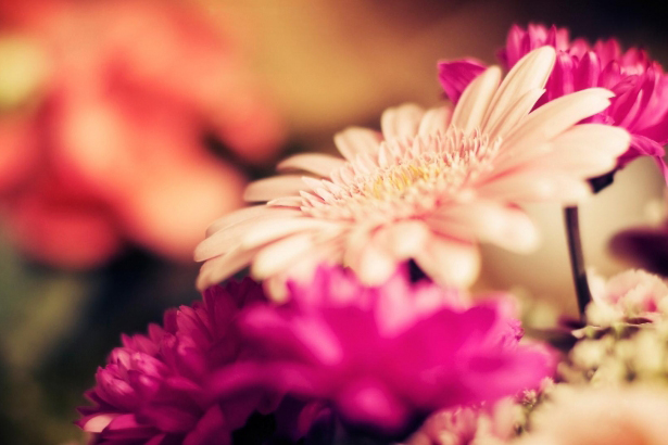 Дорогие коллеги – уважаемые педагоги! Примите искренние поздравления с профессиональным праздником – Днем учителя! Дорогие коллеги – уважаемые педагоги! Примите искренние поздравления с профессиональным праздником – Днем учителя!