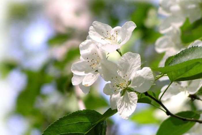 Ректор ОмГТУ В.В. Шалай поздравляет с Праздником весны и труда! Ректор ОмГТУ В.В. Шалай поздравляет с Праздником весны и труда!