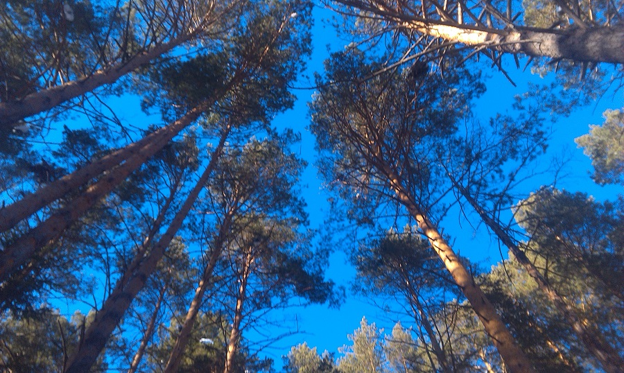 ОмГТУ открывает для омичей новую тропу экологического туризма ОмГТУ открывает для омичей новую тропу экологического туризма